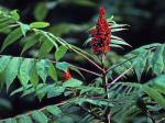 Rhus glabra L.