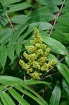 Rhus glabra L.