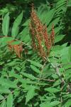 Rhus glabra L.