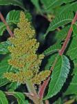 Rhus typhina L.