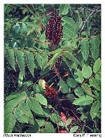 Rhus michauxii Sargent