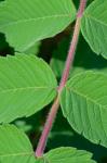 Rhus michauxii Sargent
