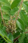 Rhus michauxii Sargent