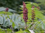 Rhus typhina L.