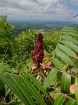 Rhus typhina L.