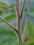 Rhus typhina L.