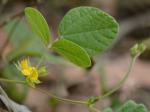Rhynchosia difformis (Ell.) DC.