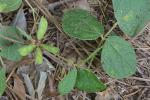 Rhynchosia difformis (Ell.) DC.