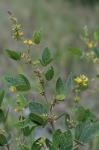 Rhynchosia tomentosa (L.) Hook. & Arnott