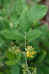 Rhynchosia tomentosa (L.) Hook. & Arnott