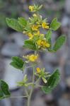 Rhynchosia tomentosa (L.) Hook. & Arnott