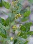 Rhynchosia tomentosa (L.) Hook. & Arnott