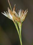 Rhynchospora alba (L.) Vahl