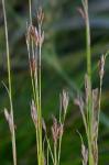Rhynchospora capillacea Torrey