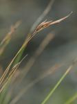 Rhynchospora capillacea Torrey