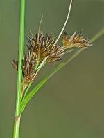 Rhynchospora capitellata (Michaux) Vahl