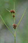 Rhynchospora cephalantha A. Gray var. attenuata Gale