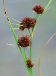 Rhynchospora cephalantha A. Gray var. cephalantha