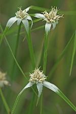 Rhynchospora colorata (L.) H. Pfeiffer