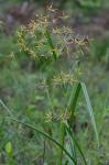 Rhynchospora corniculata (Lam.) Gray
