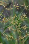 Rhynchospora corniculata (Lam.) Gray