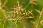 Rhynchospora corniculata (Lam.) Gray