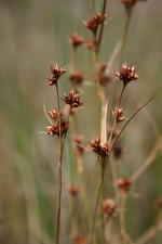 Rhynchospora fascicularis (Michaux) Vahl