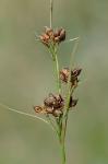 Rhynchospora globularis (Chapman) Small