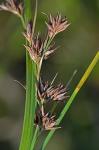 Rhynchospora glomerata (L.) Vahl