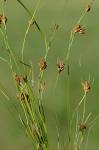 Rhynchospora gracilenta Gray