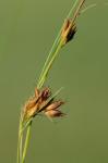 Rhynchospora gracilenta Gray