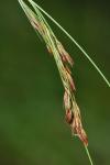 Rhynchospora inexpansa (Michaux) Vahl
