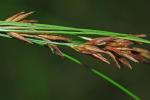 Rhynchospora inexpansa (Michaux) Vahl