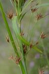 Rhynchospora macrostachya Torrey ex Gray