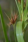 Rhynchospora macrostachya Torrey ex Gray