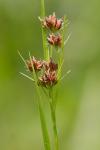 Rhynchospora recognita (Gale) Kral