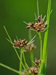 Rhynchospora recognita (Gale) Kral