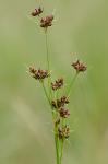 Rhynchospora recognita (Gale) Kral