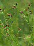 Rhynchospora scirpoides (Torrey) Grisebach