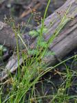 Rhynchospora scirpoides (Torrey) Grisebach