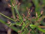 Rhynchospora scirpoides (Torrey) Grisebach