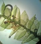 Torrentaria riparioides (Hedw.) Ochyra