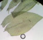 Torrentaria riparioides (Hedw.) Ochyra