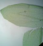 Torrentaria riparioides (Hedw.) Ochyra