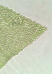 Torrentaria riparioides (Hedw.) Ochyra