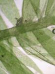 Rhynchostegium serrulatum (Hedw.) A. Jaeger