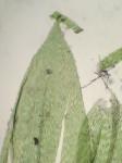 Rhynchostegium serrulatum (Hedw.) A. Jaeger