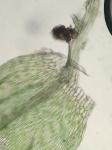 Rhynchostegium serrulatum (Hedw.) A. Jaeger