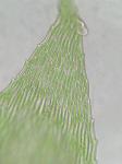 Rhynchostegium serrulatum (Hedw.) A. Jaeger