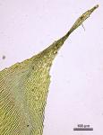 Rhynchostegium serrulatum (Hedw.) A. Jaeger
